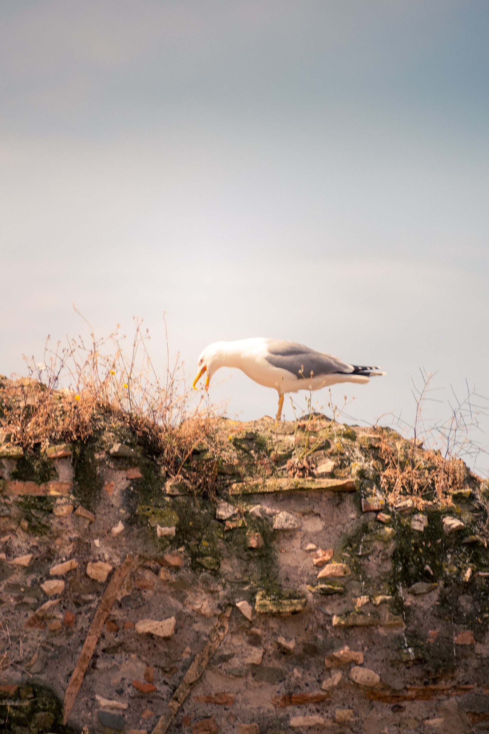 20250509 Rome Forum Romana 032